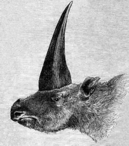 340px-Elasmotherium_1878