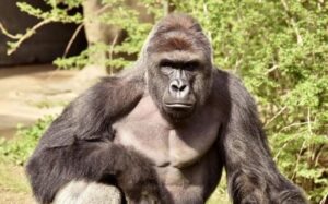 99356270_Harambe_a_17-year-old_gorilla-NEWS-large_trans++qVzuuqpFlyLIwiB6NTmJwfSVWeZ_vEN7c6bHu2jJnT8