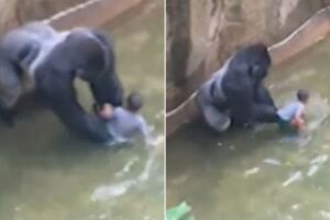 Cincinnati-Zoo-shoot-Harambe-the-Gorilla-main