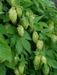 Humulus-lupulus-Barry-Breckling