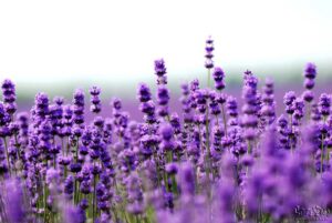 Lavender3