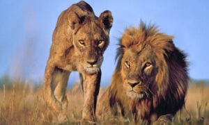 Lions in Botswana