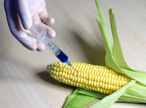 Monsanto-GMO