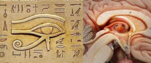 Pineal-Gland
