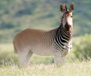 Quagga_fs