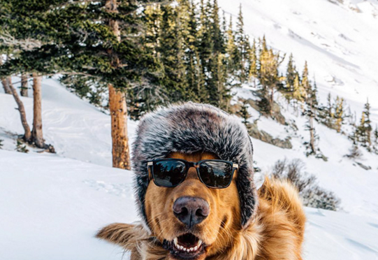 Incredible! This Guy Takes His Dog On The Most Epic Adventures