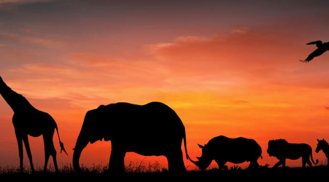 The Spiritual Meaning And Symbolism Behind African Animals