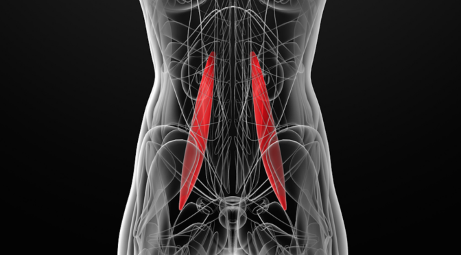 The Psoas: The Hidden Muscle of The Soul