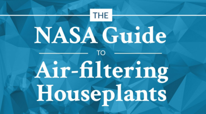 NASA’s Guide to The Best Air-Filtering Houseplants