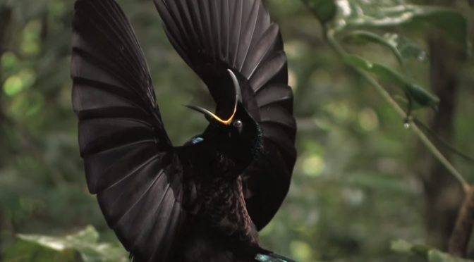 7 Jaw-Dropping Courtship Displays Of The Bizarre Birds Of Paradise