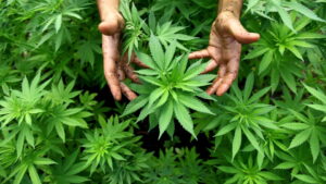 Colorado and Washington approve marijuana legalization