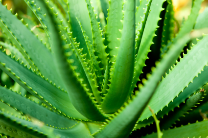 9 Houseplants That Clean The Air And Are Almost Impossible To Kill