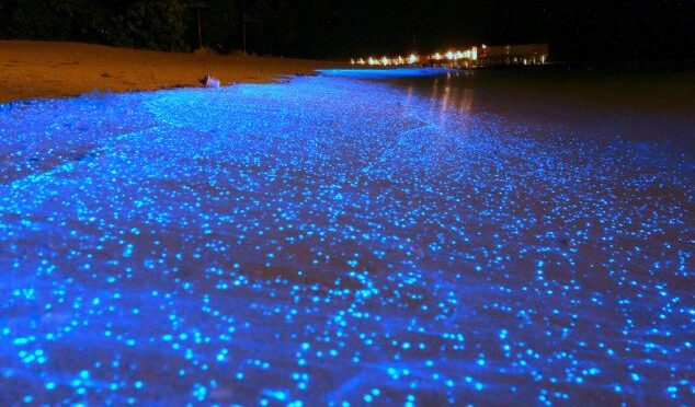 The Surreal Bioluminescent Beaches of the Maldives Islands