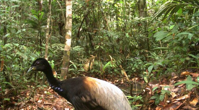 Researchers Find 1,820 Species In Just One Threatened Area of Peruvian Amazon