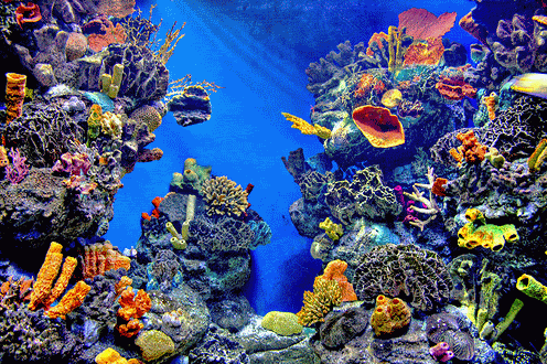 How Economic Isolation Has Preserved Cuba’s Stunning Coral Reefs