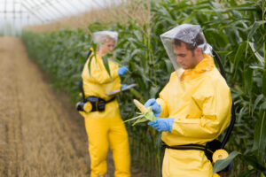 Researchers with Genetically Modified Corn