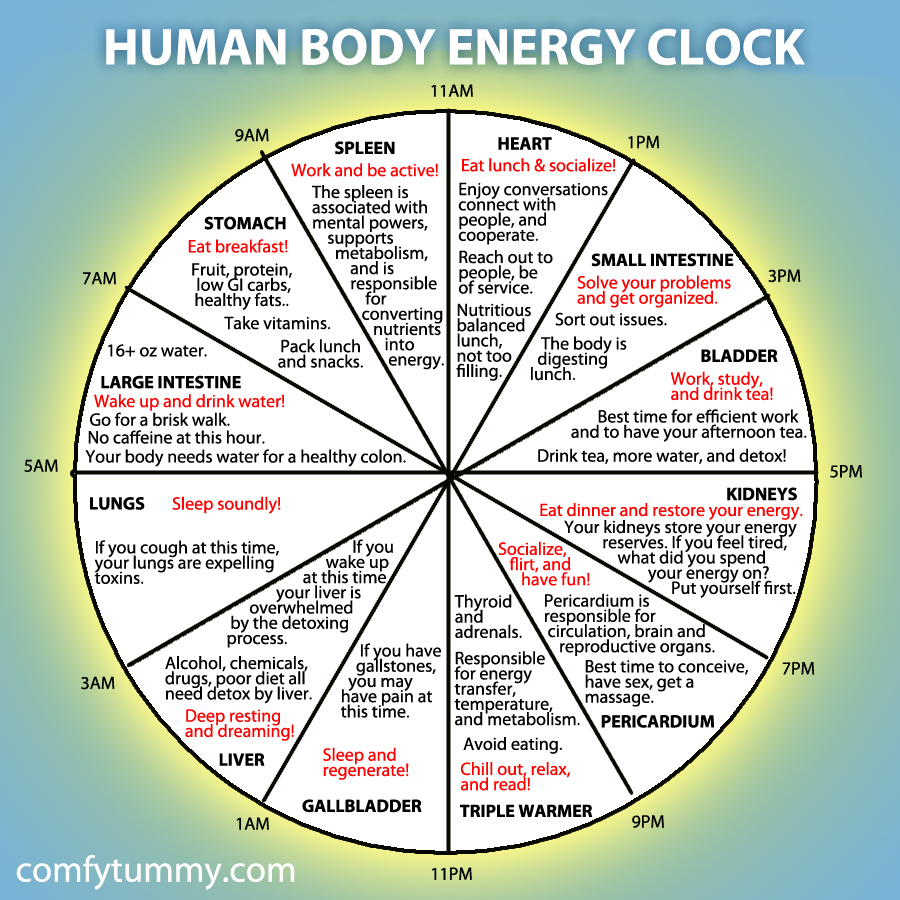 human-body-energy-clock