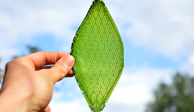 Artificial Leaf Capable Of Producing Oxygen Could Help Us With Long-Term Space Travel