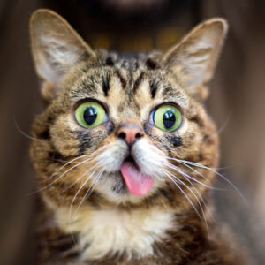 lil-bub