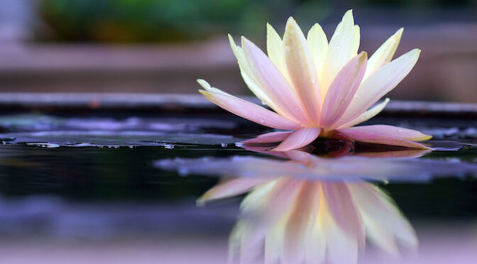 Lotus: The Ancient Symbol of Purity and So Much More!