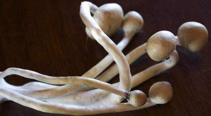 The Amazing Properties of Magical Mushrooms