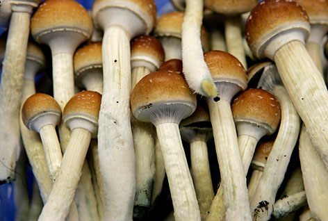 Groundbreaking Magic Mushroom Study Reveals Long Term Positive Effects On The Brain