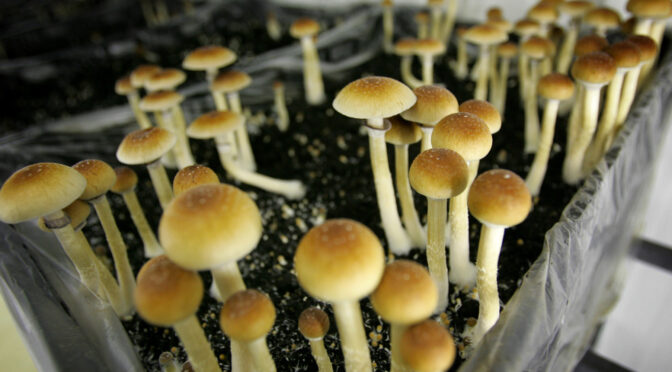 Research Shows Magic Mushrooms Permanently Make You More Open to Life