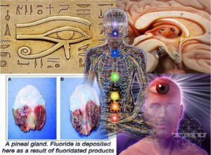 pineal-gland