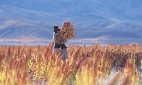 Quinoa harvest in Bolivia