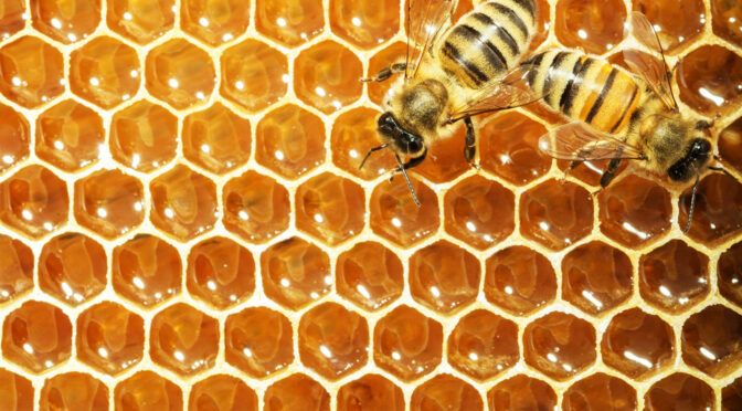 These Bees Were Taught How To Make Honey Out Off Marijuana