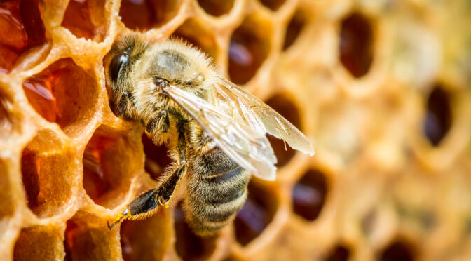 The Importance of Bees: Why It Really Matters That So Many Are Dying