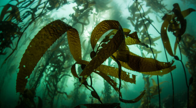 8 Interesting Facts About Kelp You’ve Never Heard Before