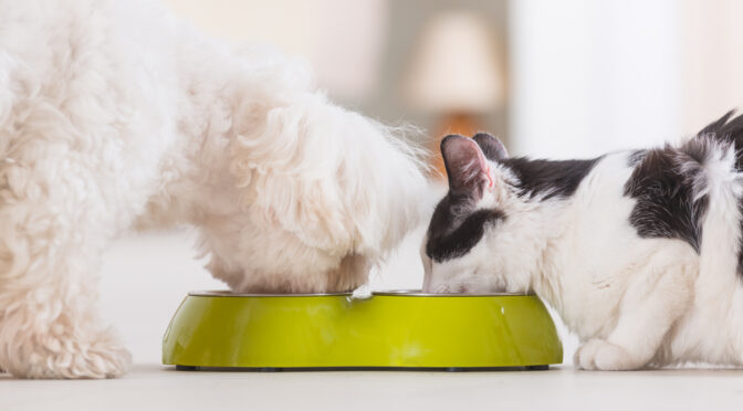 Forget Kibble: 3 Healthy Homemade Cat & Dog Food Recipes