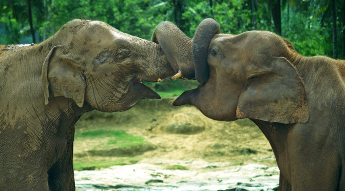 Research Shows How Truly Empathic Elephants Can Be