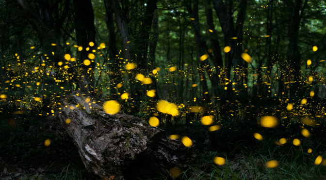 The Mystery of Glowing Bugs: What Causes Fireflies To Light Up?