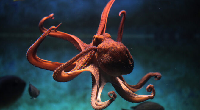 Scientific Breakthrough: Octopus DNA Is Not From This World