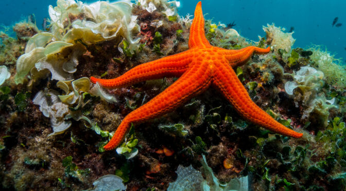 Forget The Stars In The Sky, Our Starfish Desperately Need Our Help