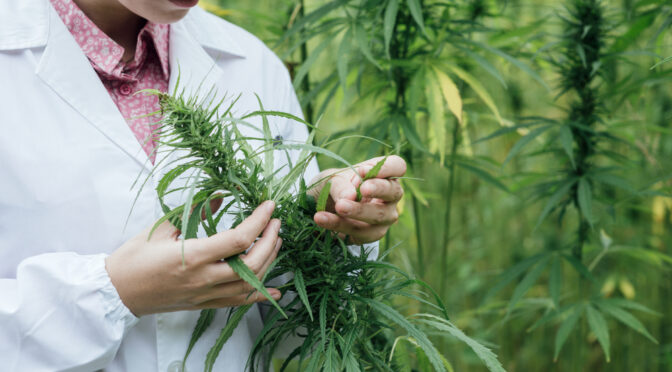 10 PROVEN Health Benefits of Medical Marijuana