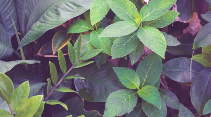 5 Inexpensive Plants That Naturally Purify Our Homes of Harmful Chemicals