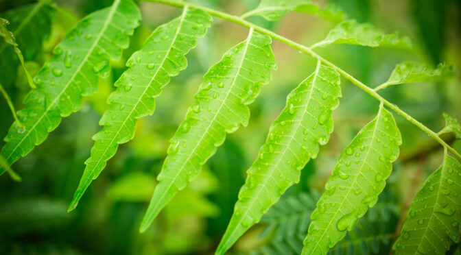 The Secret of Neem: The Contraceptive Big Pharma Doesn’t Want You To Know About