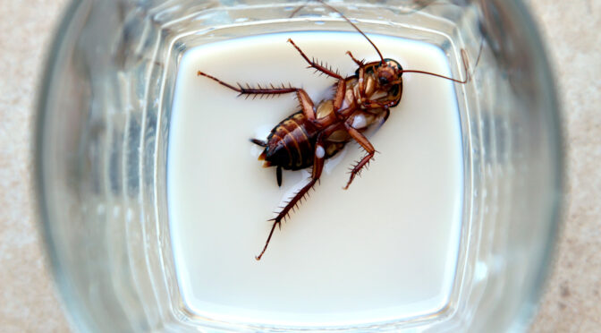 The Surprising Health Benefits of Cockroach Milk – The Superfood Of The Future
