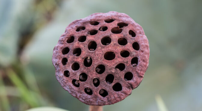 Trypophobia – Why Do Some People Get Uncomfortable Looking At Holes?