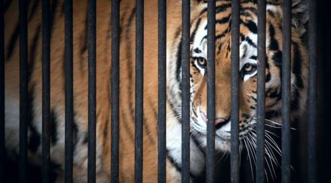 Open Debate: Do Zoos Still Have a Place in Modern Society?