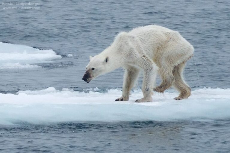 starving polar bear