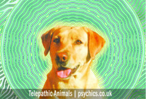 telepathic-animals