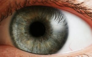 the-human-eye